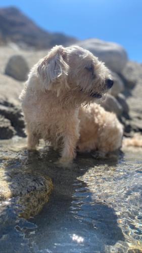 Lost Male Dog last seen Cathedral City 35th Avenue , Cathedral City, CA 92234