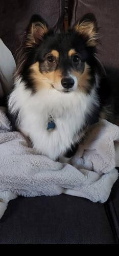 Lost Male Dog last seen Windrush Dr. and Tamayo Dr., Austin, TX 78729