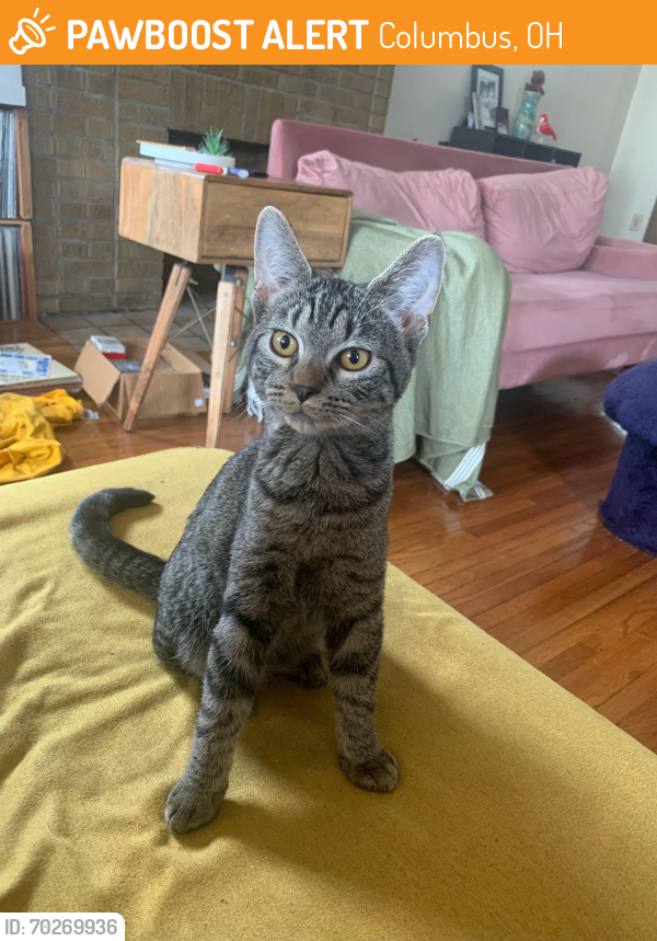 Rehomed Unknown Cat last seen Neil and Hudson, Columbus, OH 43202