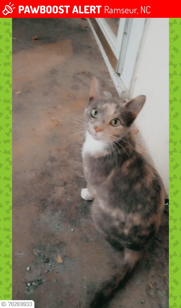 Lost Female Cat last seen Ramser 503 York Street NC United States , Ramseur, NC 27316