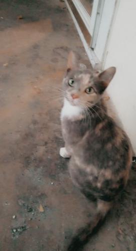 Lost Female Cat last seen Ramser 503 York Street NC United States , Ramseur, NC 27316