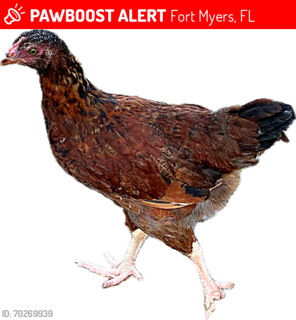 Lost Female Bird last seen Near Butternut Rd, Fort Myers, FL 33967