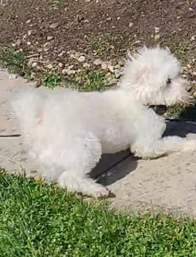 Lost Male Other last seen Near Lincoln Ave Brentwood NY , Brentwood, NY 11717