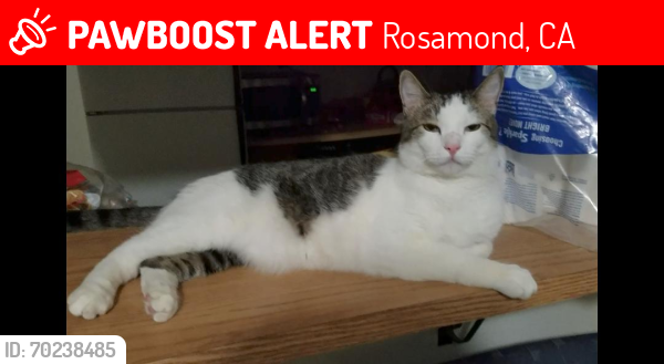 Lost Male Cat last seen DIMOND ST , Rosamond, CA 93560
