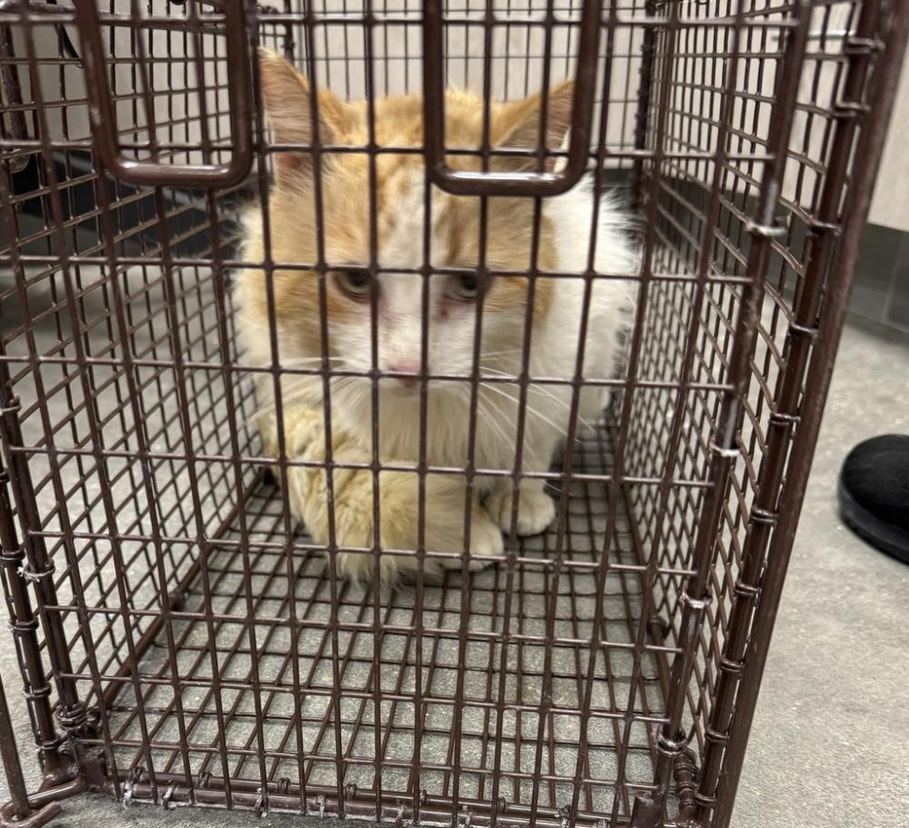 Shelter Stray Female Cat last seen Near Beau Bassin Road, CARENCRO, LA, 70520, Lafayette, LA 70507