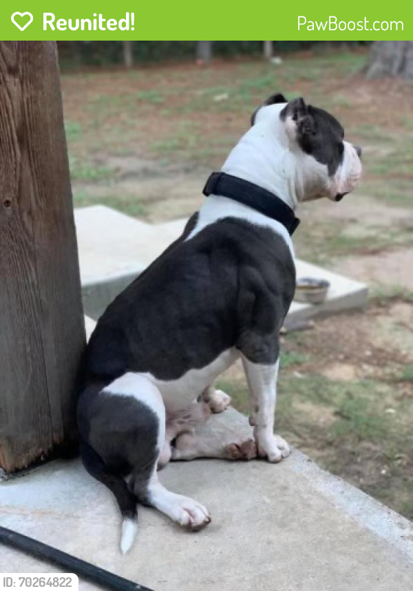 Reunited Male Dog last seen Tall Oaks, Montgomery County, TX 77355