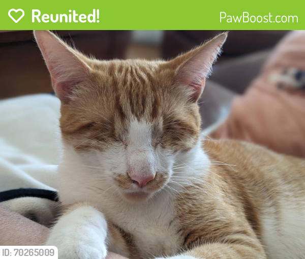 Reunited Male Cat last seen 80th & Dunfield, Los Angeles, CA 90045