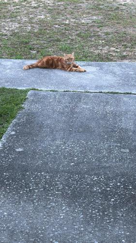 Lost Male Cat last seen Edgewood ave, Inverness, FL 34453