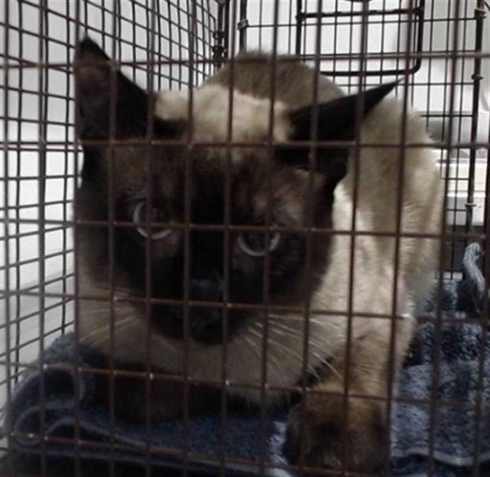 Shelter Stray Male Cat last seen XDIAMOND, San Francisco, CA 94103