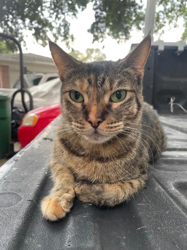 Lost Female Cat last seen Gulf bank and Bunny Run, Houston, TX 77088