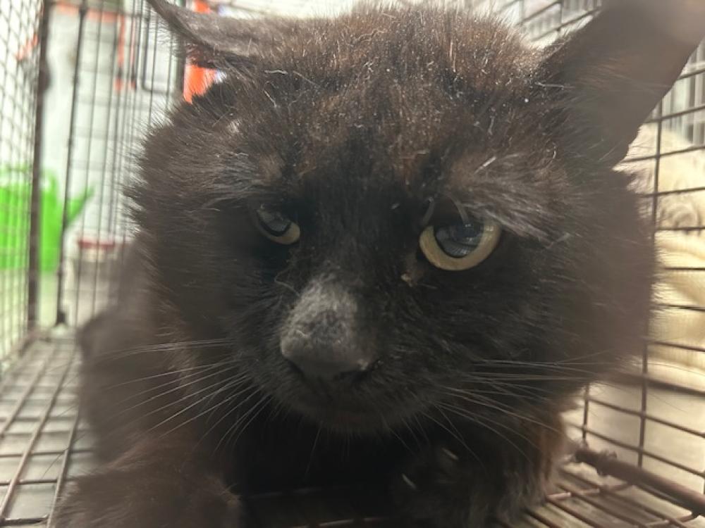 Shelter Stray Male Cat last seen THOMAS ST, FRUITLAND PARK, Tavares, FL 32778