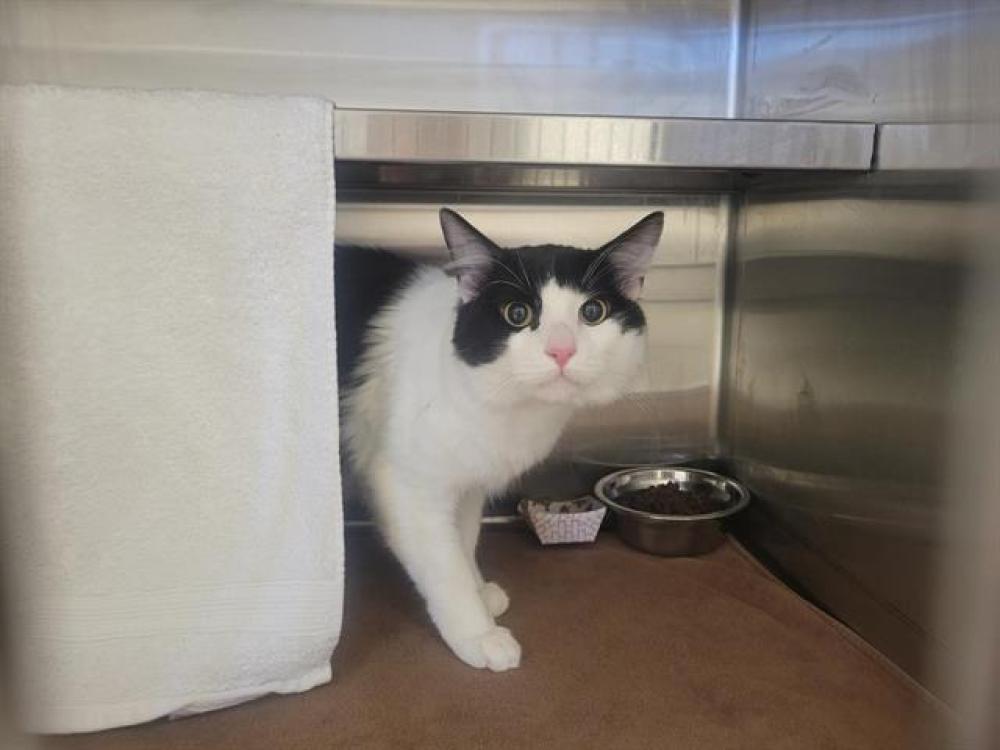 Shelter Stray Male Cat last seen MOUNT HOWELL RD, Auburn, CA 95603