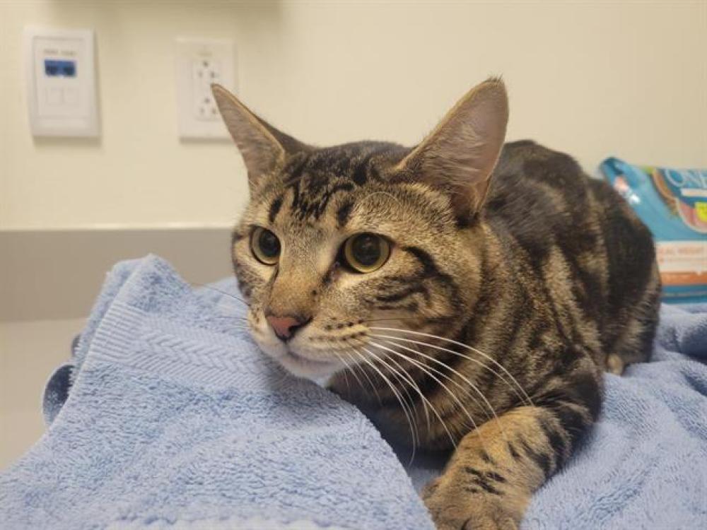 Shelter Stray Male Cat last seen MOUNT HOWELL RD, Auburn, CA 95603