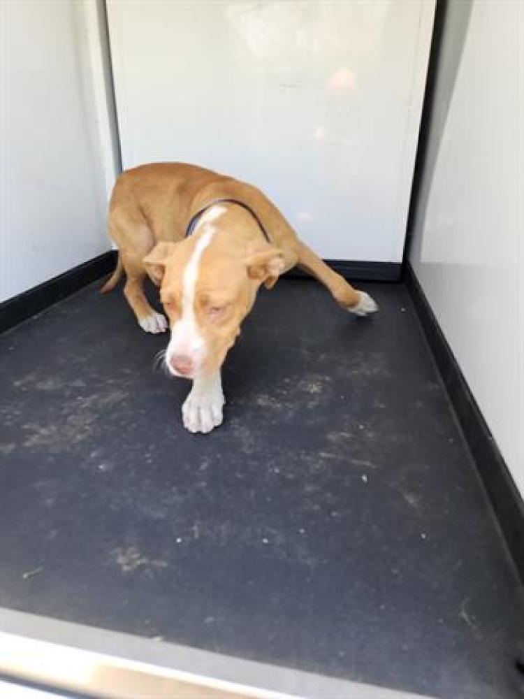 Shelter Stray Female Dog last seen Near BLOCK 1ST ST, BAKERSFIELD,CA, Bakersfield, CA 93307