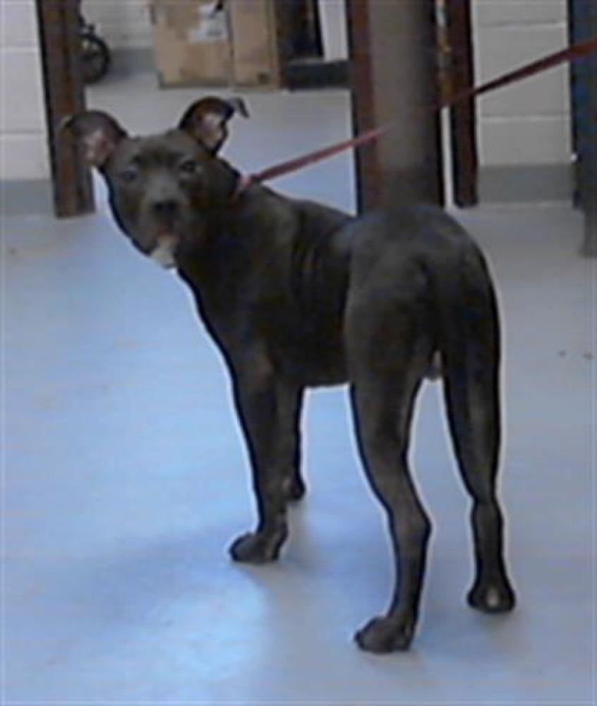 Shelter Stray Male Dog last seen Near BLOCK MARKET LOOP, FORT LIBERTY NC 28307, Fayetteville, NC 28306