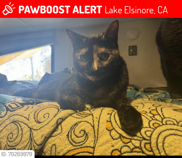 Lost Female Cat last seen Colier and Strickland, Lake Elsinore, CA 92530