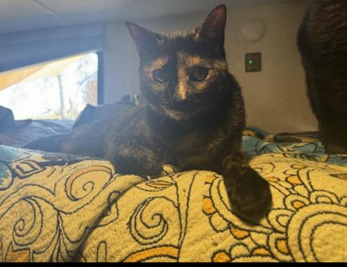 Lost Female Cat last seen Colier and Strickland, Lake Elsinore, CA 92530