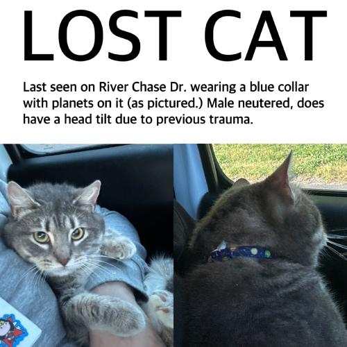 Lost Male Cat last seen Hunters Way, Monroe, NC 28110