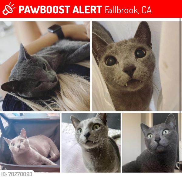 Lost Male Cat last seen Live Oak County Park, Fallbrook, CA 92028