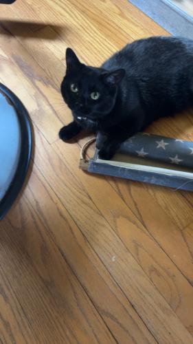 Lost Female Cat last seen North second , Machesney Park, IL 61115