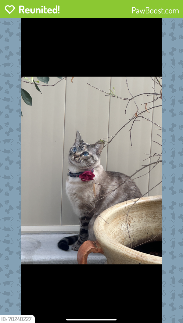 Reunited Female Cat last seen Sweetwater rd, Spring Valley, CA 91978