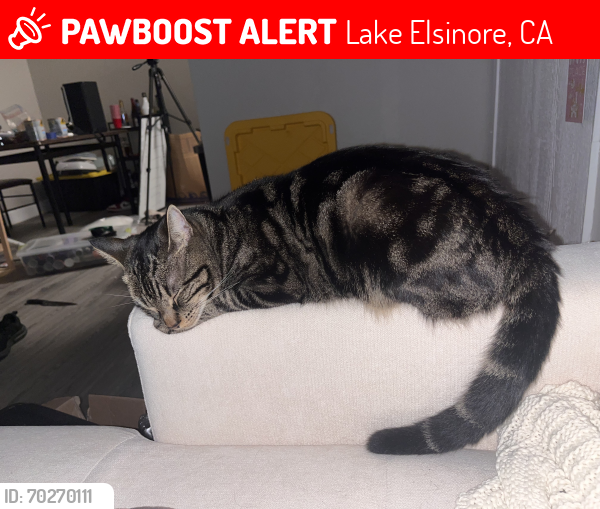 Lost Female Cat last seen Grand Ave, Lake Elsinore, CA 92530