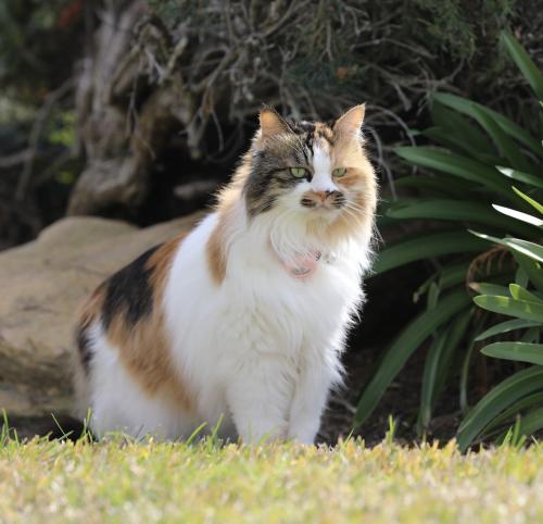 Lost Female Cat last seen Near Rio Lobos Rd,Diamond Bar , Diamond Bar, CA 91765