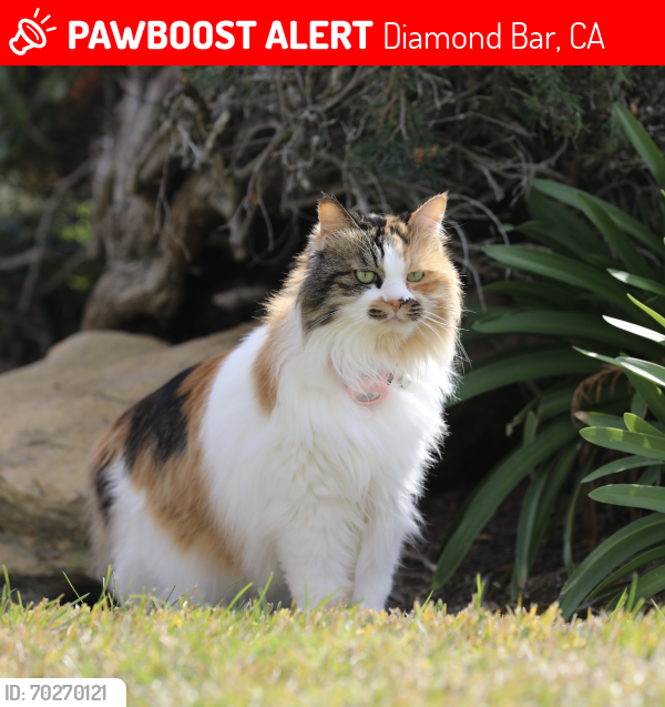 Lost Female Cat last seen Near Rio Lobos Rd,Diamond Bar , Diamond Bar, CA 91765