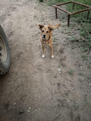 Lost Female Dog last seen Stuart Road , San Antonio, TX 78263