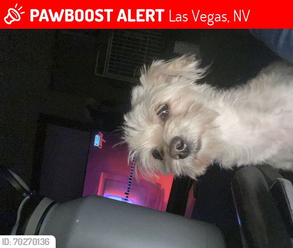 Lost Female Dog last seen Lamb and Las Vegas Blvd, Las Vegas, NV 89115
