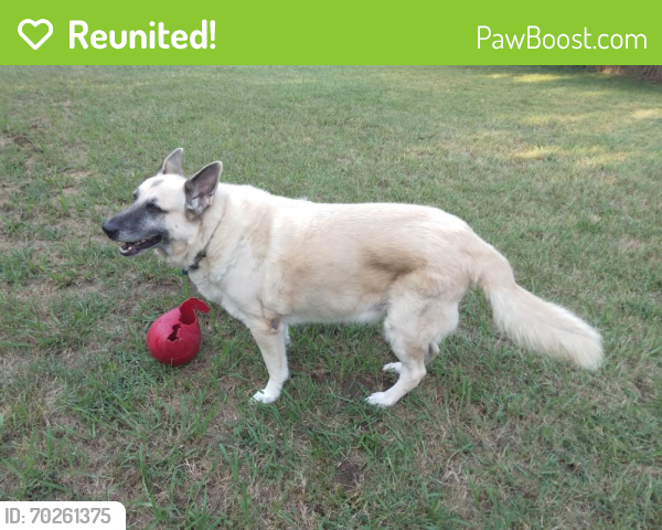 Reunited Male Dog last seen Pine and Harvard area, tulsa, ok 74115, Tulsa, OK 74110