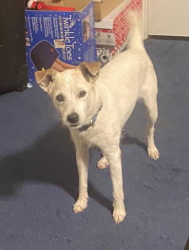 Lost Male Dog last seen Webb Rd and Hwy 58, Chattanooga, TN 37416