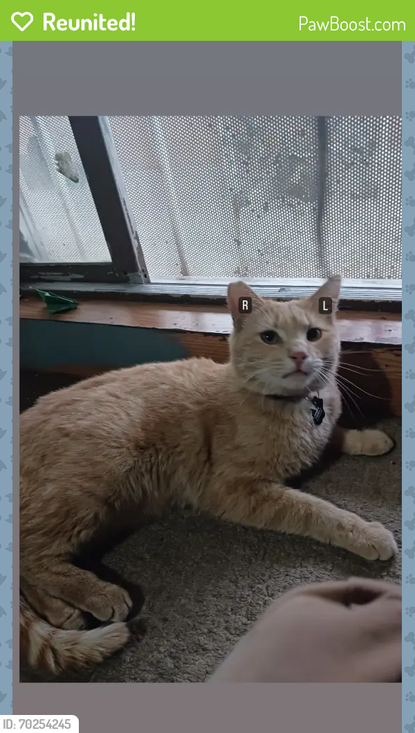 Reunited Male Cat last seen Center st and palm ave, Baldwin Park, CA 91706