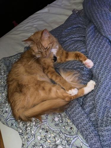 Lost Male Cat last seen Hodges Mill and Old Hodges Mill, Oconee County, GA 30622