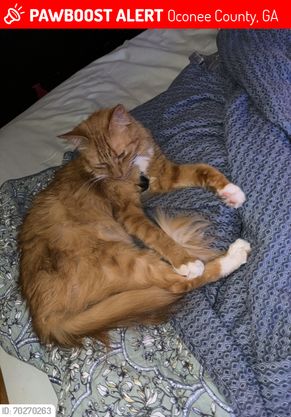 Lost Male Cat last seen Hodges Mill and Old Hodges Mill, Oconee County, GA 30622