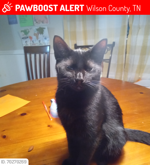 Lost Male Cat last seen flt Woods Rd and hwy 231, Wilson County, TN 37090