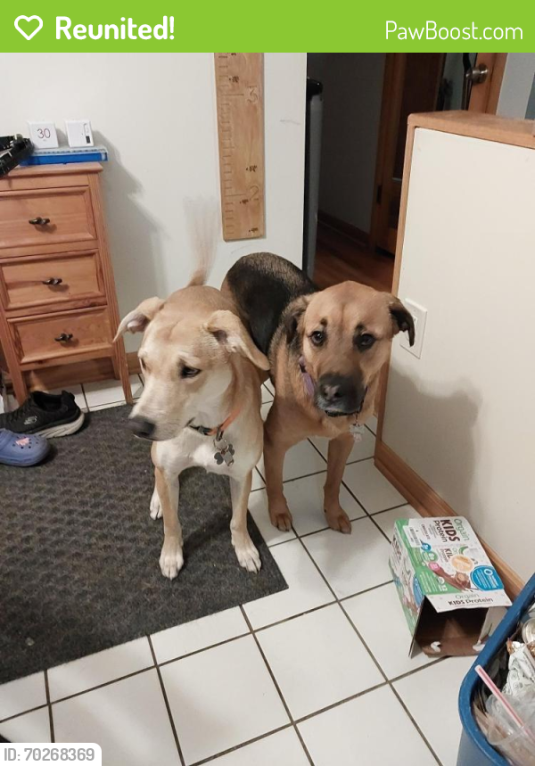 Reunited Female Dog last seen Lansing and Quayle, Akron, OH 44312