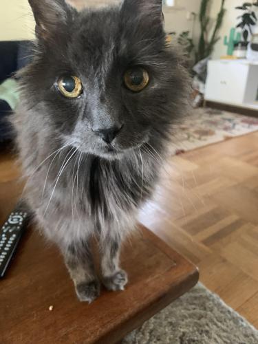 Lost Male Cat last seen Gravely and Nootka (1st and Renfrew), Vancouver, BC V5K 3K2