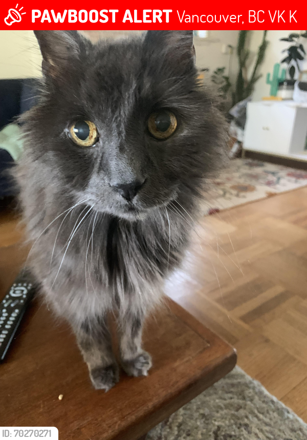 Lost Male Cat last seen Gravely and Nootka (1st and Renfrew), Vancouver, BC V5K 3K2