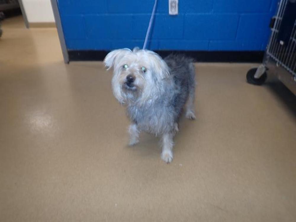 Shelter Stray Female Dog last seen ST CHARLES CO, St. Peters, MO 63376