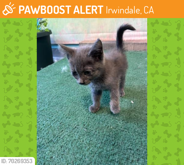 Shelter Stray Female Cat last seen , Irwindale, CA 91706