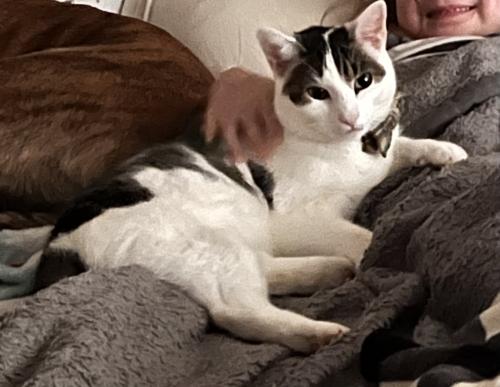 Lost Male Cat last seen Lloyd Ln and McCahill Rd near Browntown , Chattanooga, TN 37415