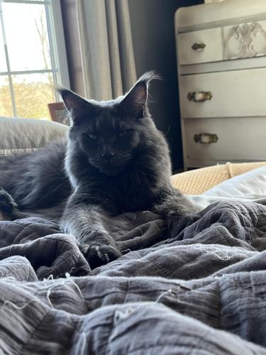 Lost Male Cat last seen Corner of 142 and D, Union Grove, WI 53182