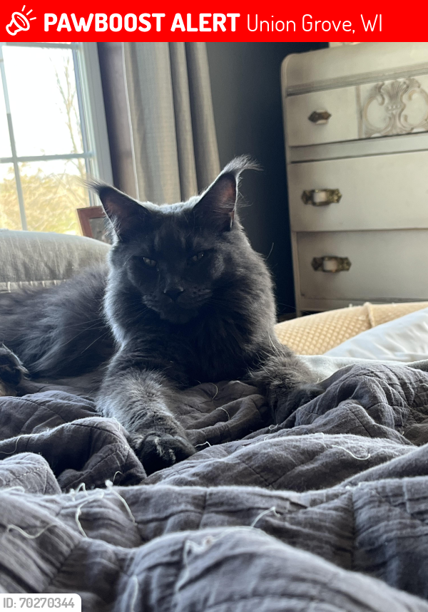 Lost Male Cat last seen Corner of 142 and D, Union Grove, WI 53182