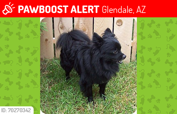 Lost Female Dog last seen Rose terrace, Glendale, AZ 85301