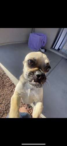 Lost Male Dog last seen 35th Ave & southern , Phoenix, AZ 85041