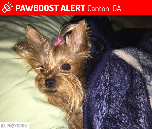 Lost Female Dog last seen Marietta rd canton ga , Canton, GA 30114