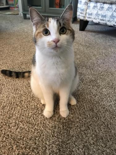 Lost Female Cat last seen Northern and Rainbow , Rio Rancho, NM 87144