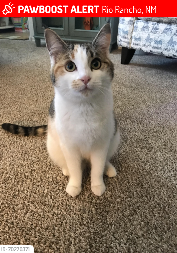 Lost Female Cat last seen Northern and Rainbow , Rio Rancho, NM 87144