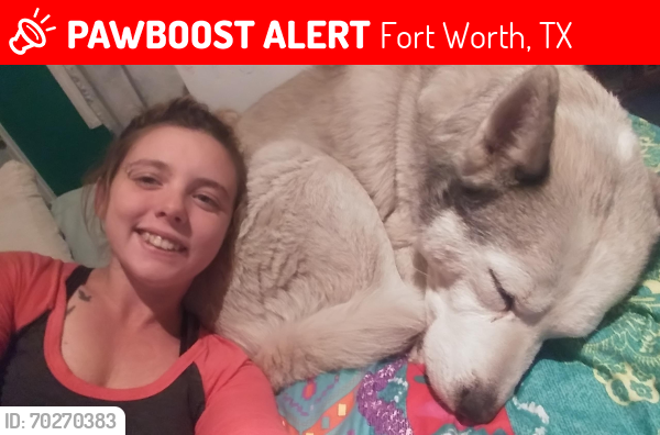 Lost Male Dog last seen Camp Bowie and Hulen , Fort Worth, TX 76107